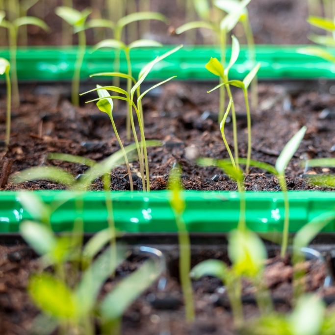 6 Fehler, mit denen Hobbygärtner ihre Keimlinge garantiert umbringen