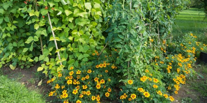 Grüne Nachbarschaftshilfe