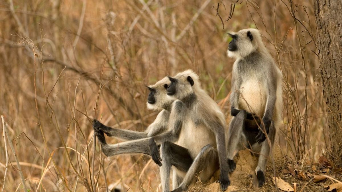 Wildes Indien bei 3sat (Foto)