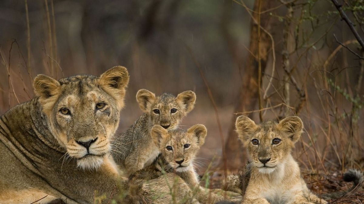 #"Wildes Indien" heute im Livestream und TV: Die Naturdoku am vierter Tag der Woche, 5.2.2026