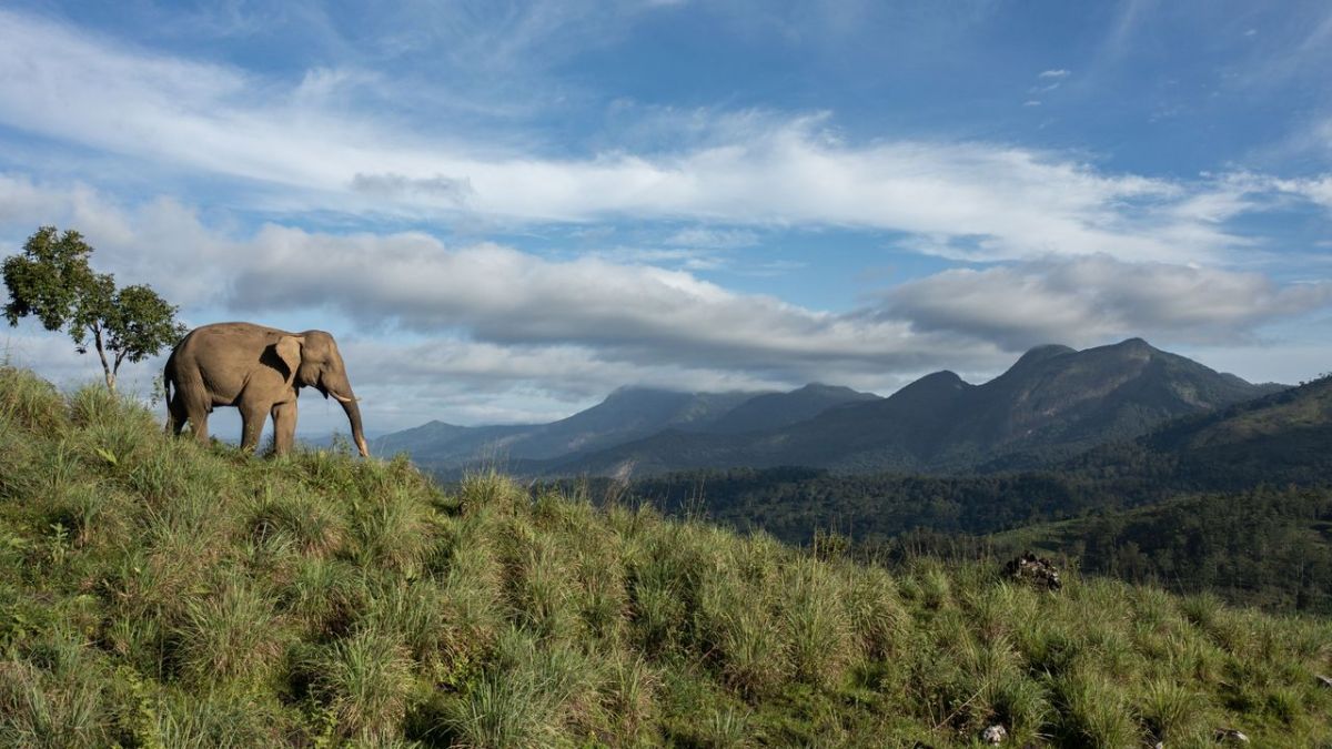 Wildes Indien bei 3sat (Foto)