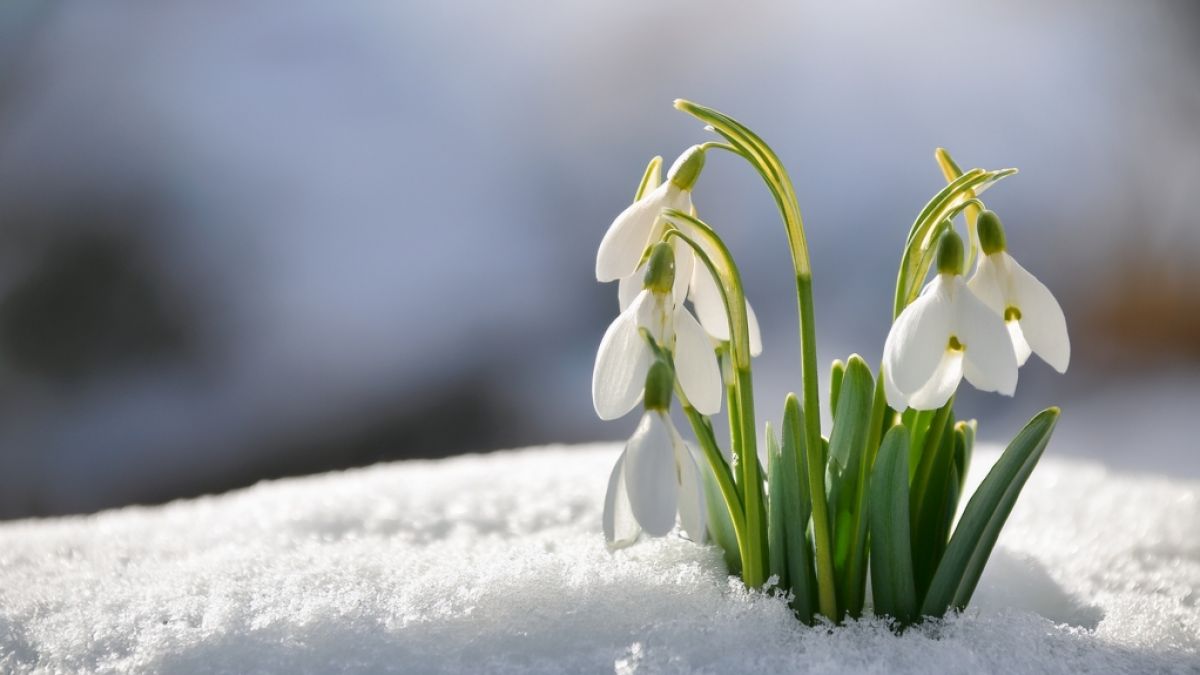 Kommt der Fr&uuml;hling schon im Februar? (Foto)
