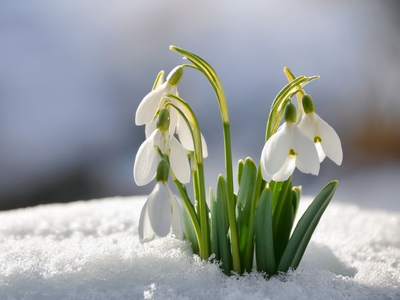 Winter-Prognose kippt: Polarwirbel sorgt für Wetterchaos - kommt der Frühling früher?