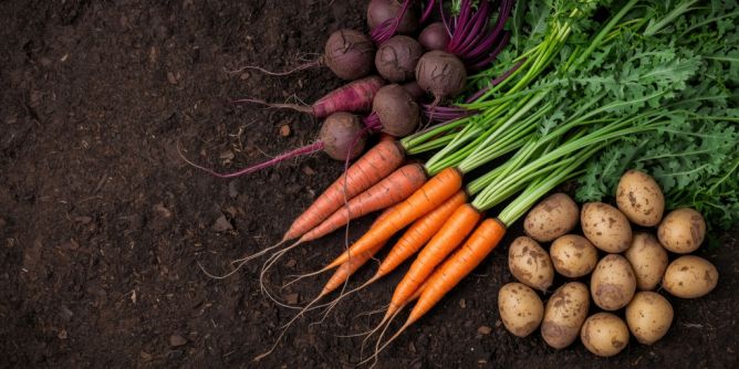 Gärtnern für Anfänger