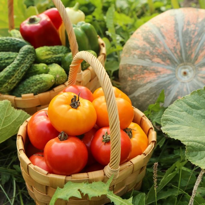 Mehr Ernte ohne Zauberformel - Garten-Influencer zeigt, wie's geht