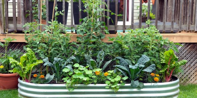 Mischkultur im Garten anlegen