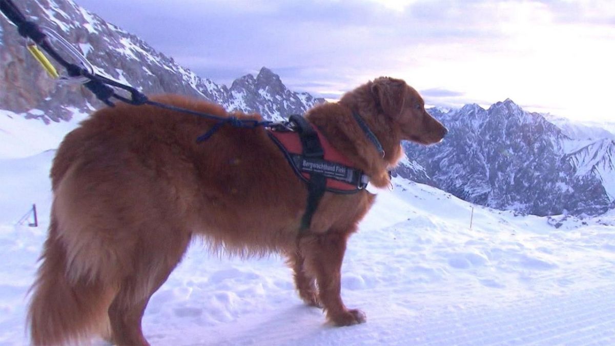 hundkatzemaus bei VOX (Foto)