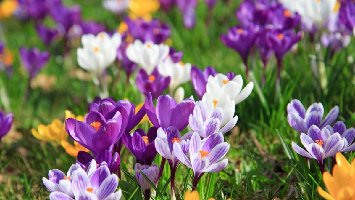 K&ouml;nnen wir uns auf einen warmen Fr&uuml;hling freuen? (Foto)