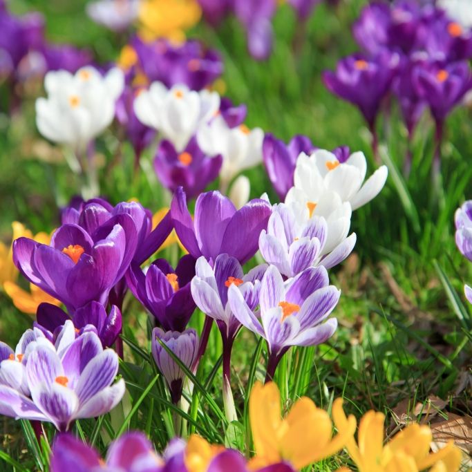 Droht jetzt der Frühlings-Schock? Das sagt der 100-jährige Kalender