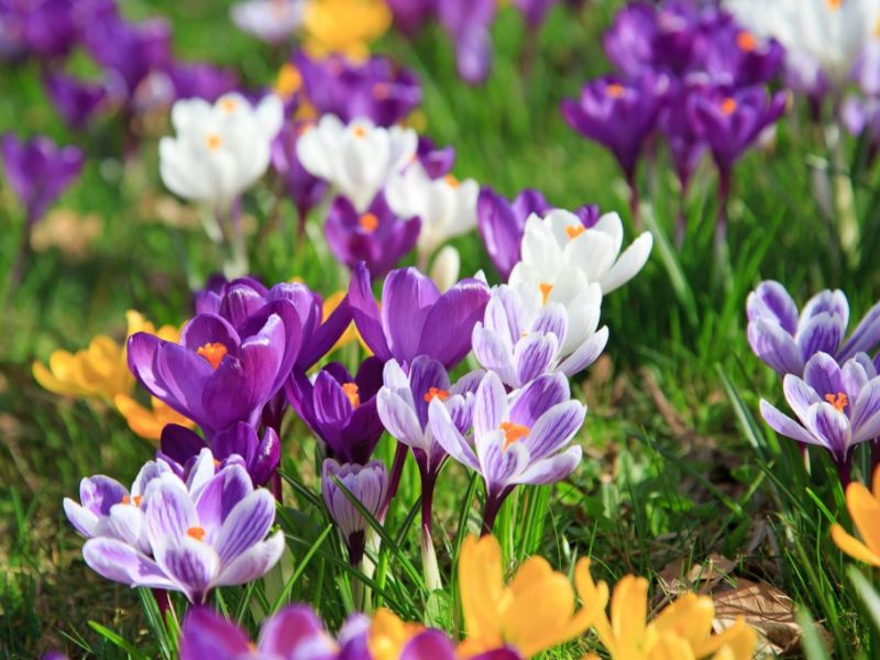 Hundertjähriger Kalender im März 2026: Kommt jetzt der Frühlings-Schock? Das sagt der 100-jährige Kalender