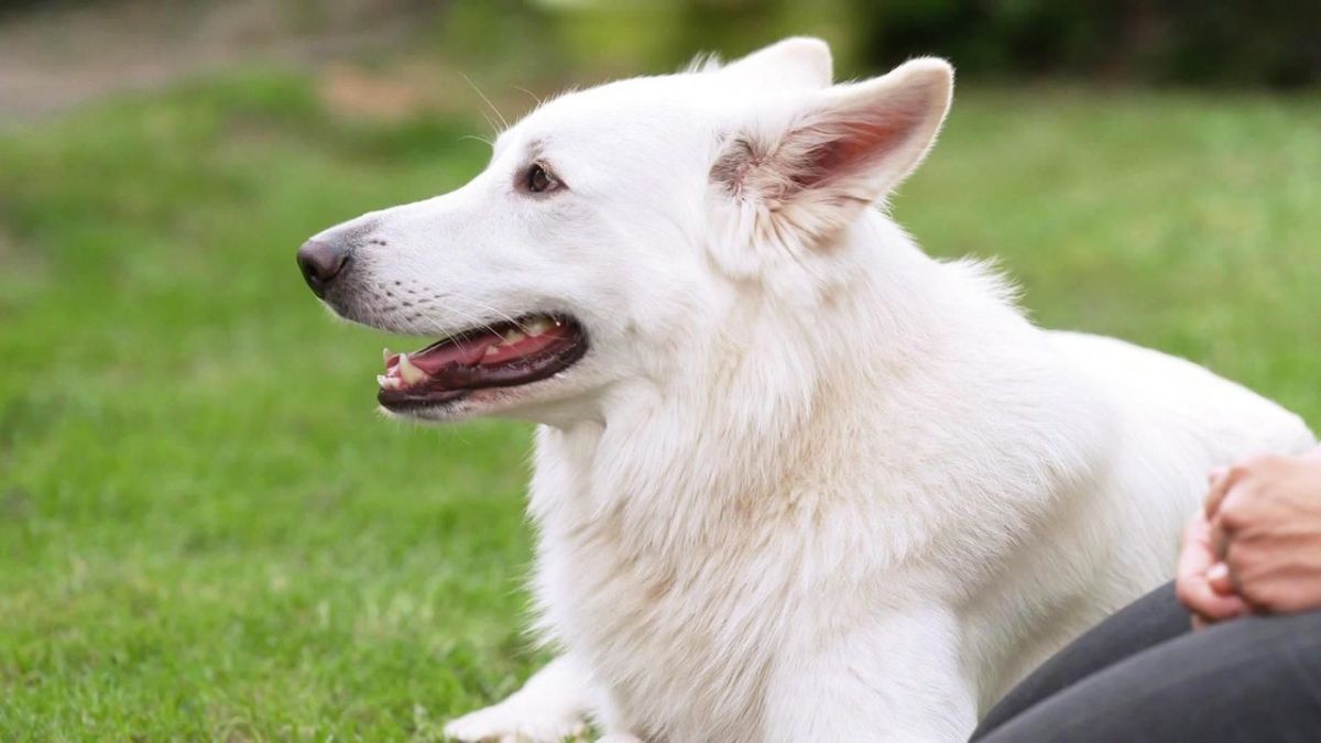 Die Unvermittelbaren - Mit Martin R&uuml;tter bei RTL (Foto)