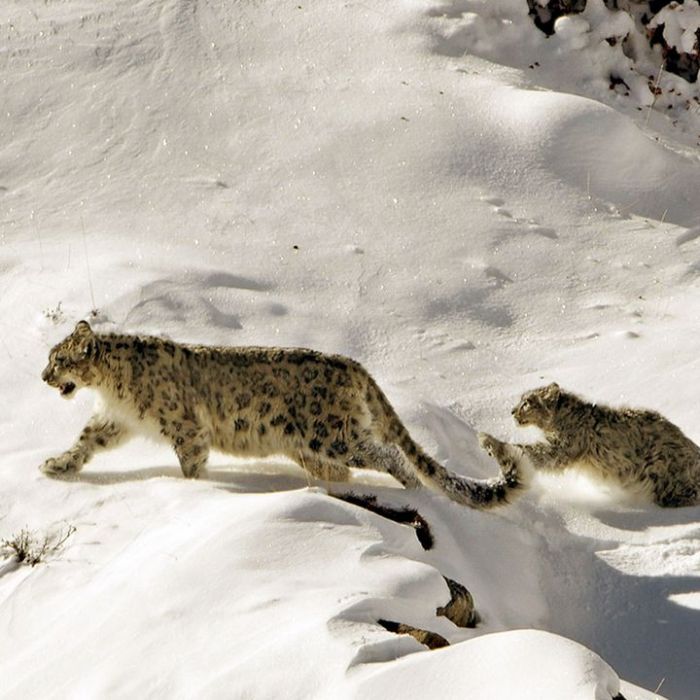 Wann und wo man die Wiederholung sehen kann