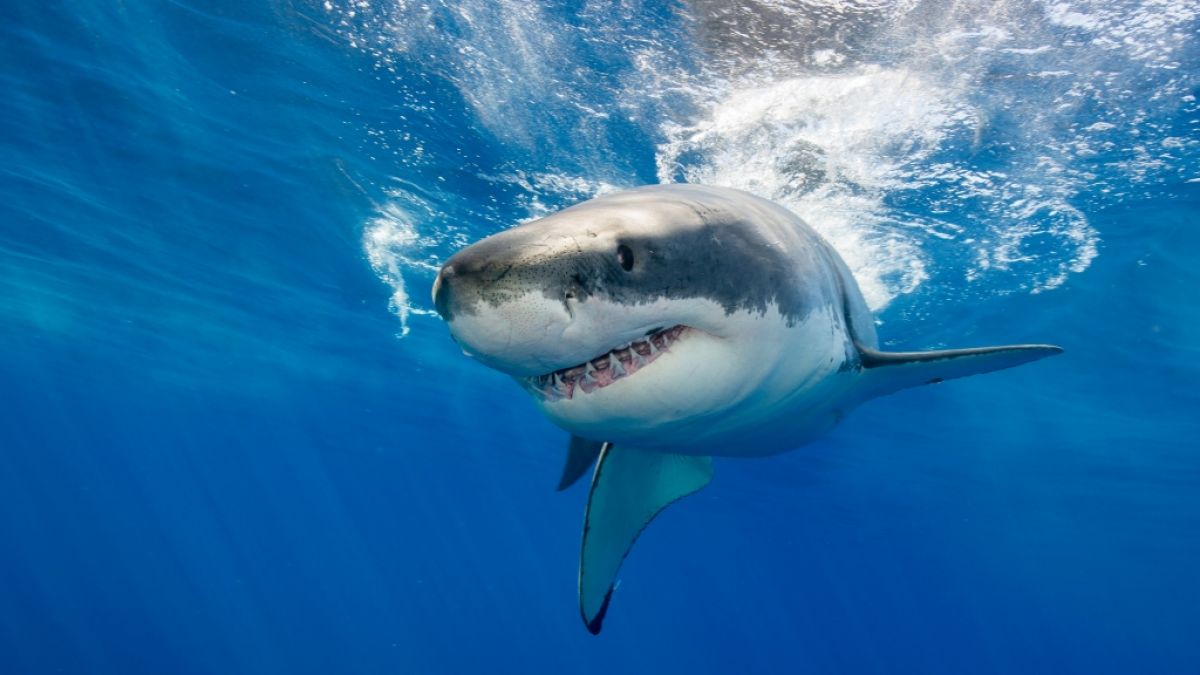 Ein Hai hat einen Windsurfer vor der K&uuml;ste Neukaledoniens get&ouml;tet. (Symbolfoto) (Foto)