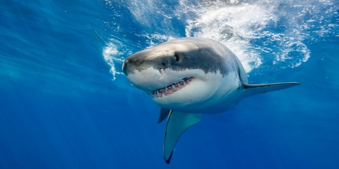 Tödlicher Haiangriff