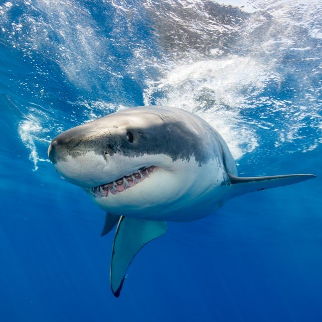 Raubtier zerfleischt Windsurfer (55) vor den Augen seiner Familie