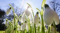Sonne satt und Temperaturen deutlich über der 20-Grad-Marke sorgen bereits Ende Februar 2026 für Frühlingsegefühle.