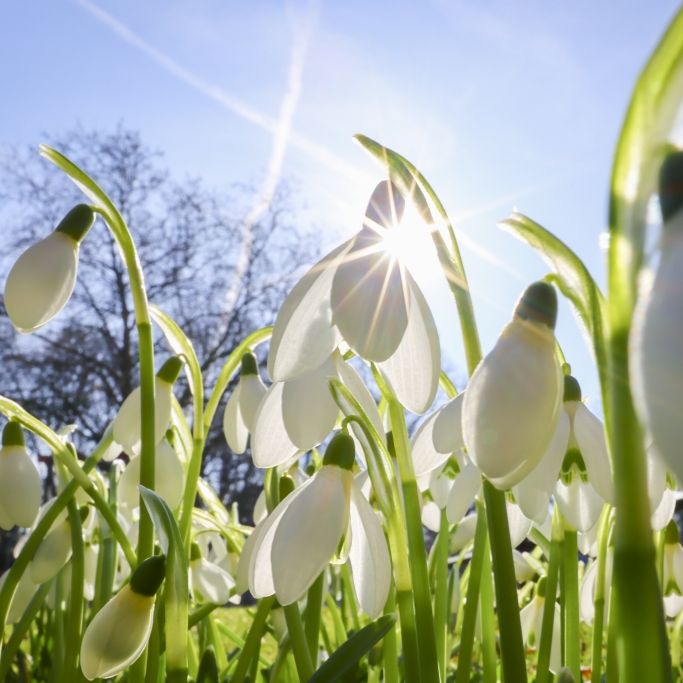 Frühling gibt Vollgas mit bis zu 23 Grad - doch ein Mini-Kälteeinbruch droht