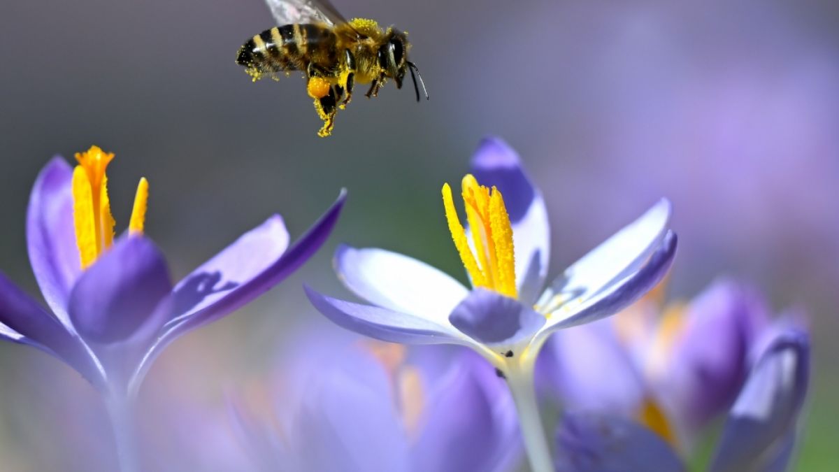 Fr&uuml;hbl&uuml;her wie der Krokus genie&szlig;en die w&auml;rmende Fr&uuml;hlingssonne bereits in vollen Z&uuml;gen. (Foto)
