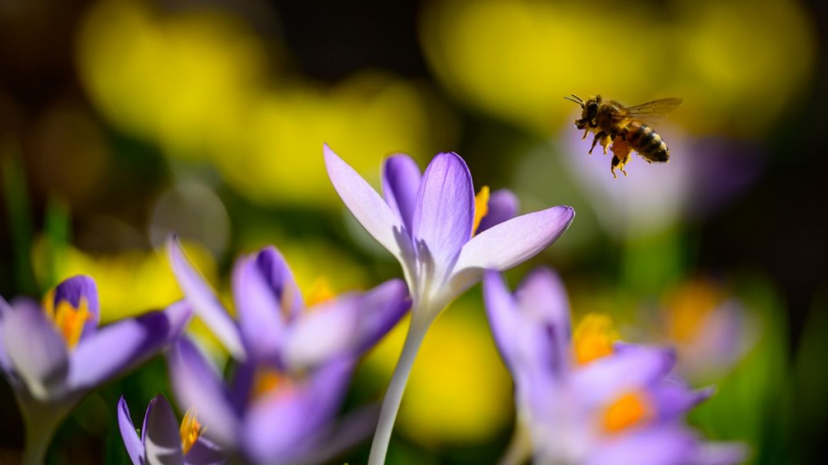 Eine Biene ist im Anflug auf bl&uuml;hende Krokusse in einem Wald. (Foto)