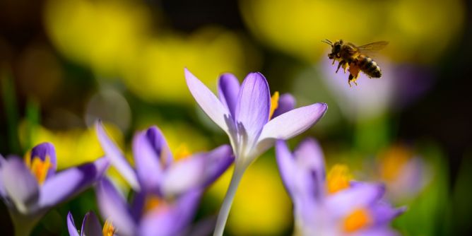 Pollen fliegen wieder