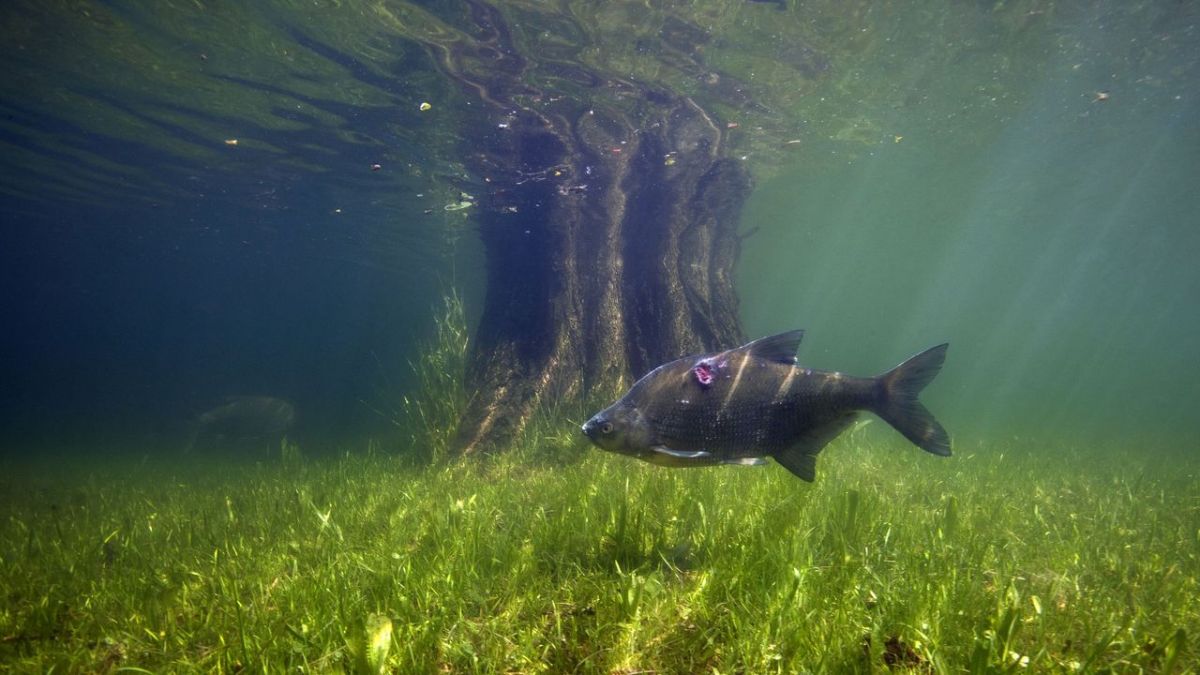 Aal und Co - S&uuml;&szlig;wasserwelten der Niederlande bei Arte (Foto)