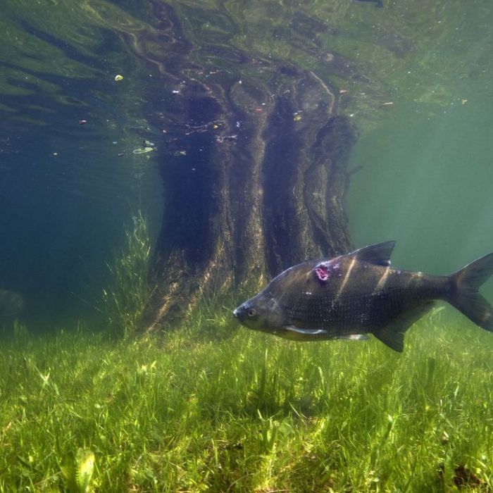 TV-Wiederholung und Online-Mediathek im Überblick