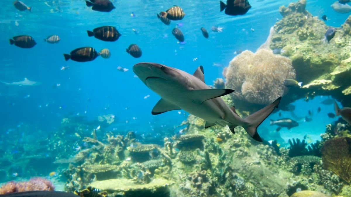 Der Vorfall reiht sich ein in eine Serie von Haiangriffen an der Ostk&uuml;ste Australiens. (Foto)