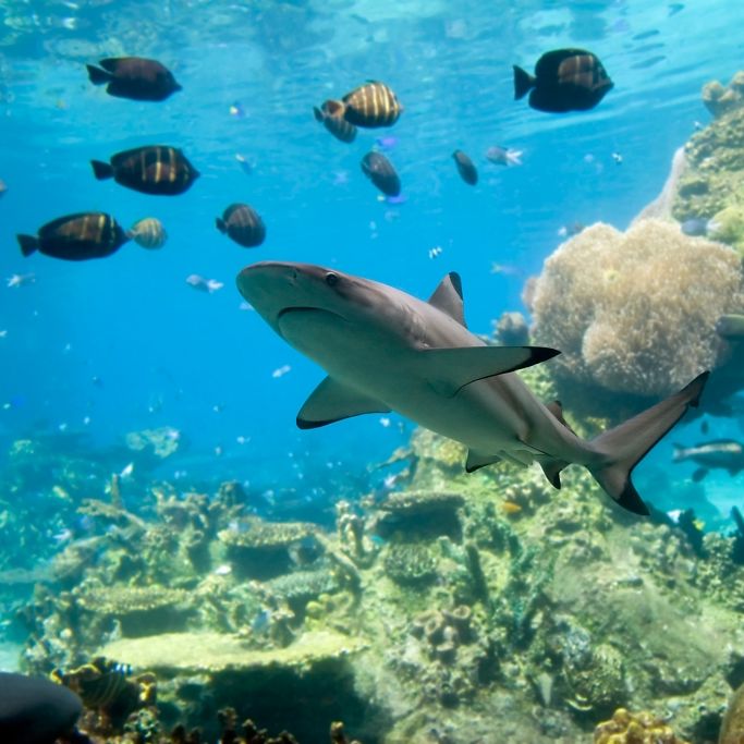 Hai attackiert Mann beim Tauchen im Great Barrier Reef
