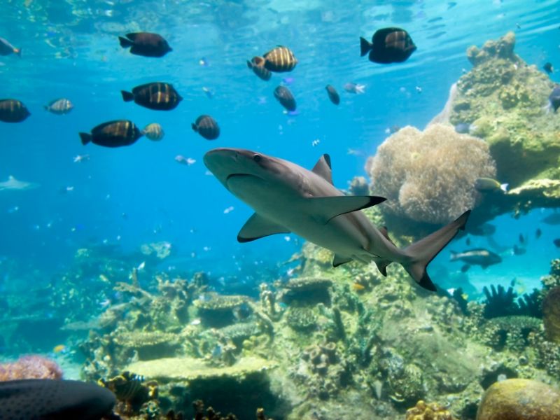 Blutiger Angriff in Australien: Hai attackiert Mann beim Tauchen im Great Barrier Reef