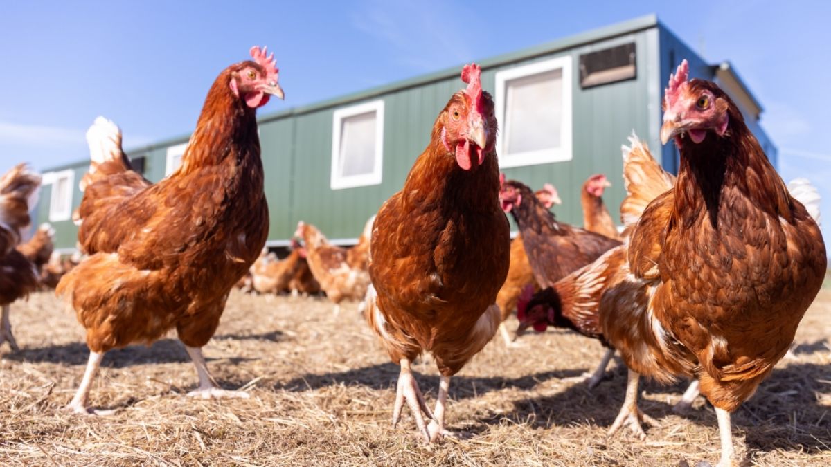 Mehrere best&auml;tigte Ausbr&uuml;che der Newcastle-Krankheit in Gefl&uuml;gelbetrieben in Bayern und Brandenburg alarmieren Experten. (Foto)