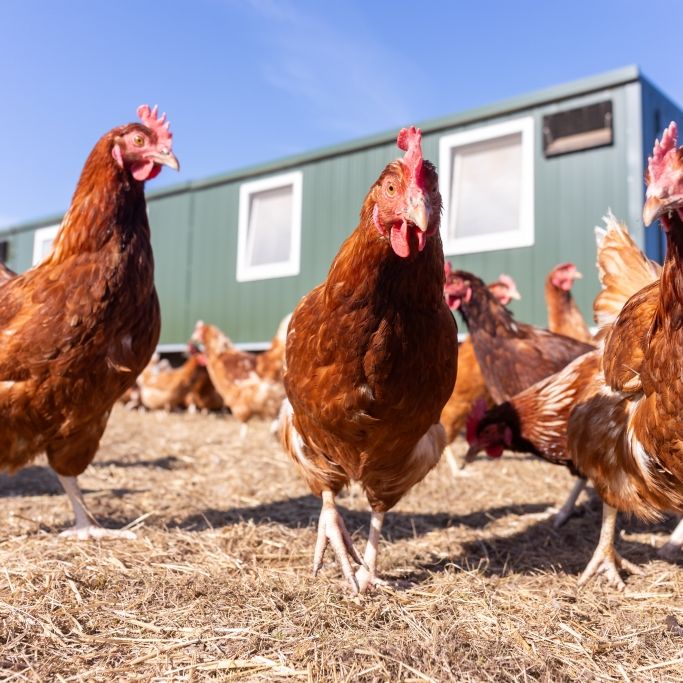 Besiegt geglaubte Geflügel-Seuche versetzt Experten in Alarmbereitschaft