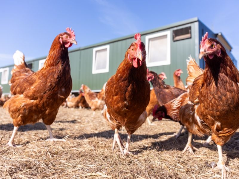 Newcastle-Krankheit: Besiegt geglaubte Geflügel-Seuche versetzt Experten in Alarmbereitschaft