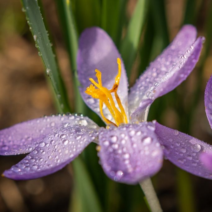 Regenfront rollt über Deutschland - erste Gewitter möglich