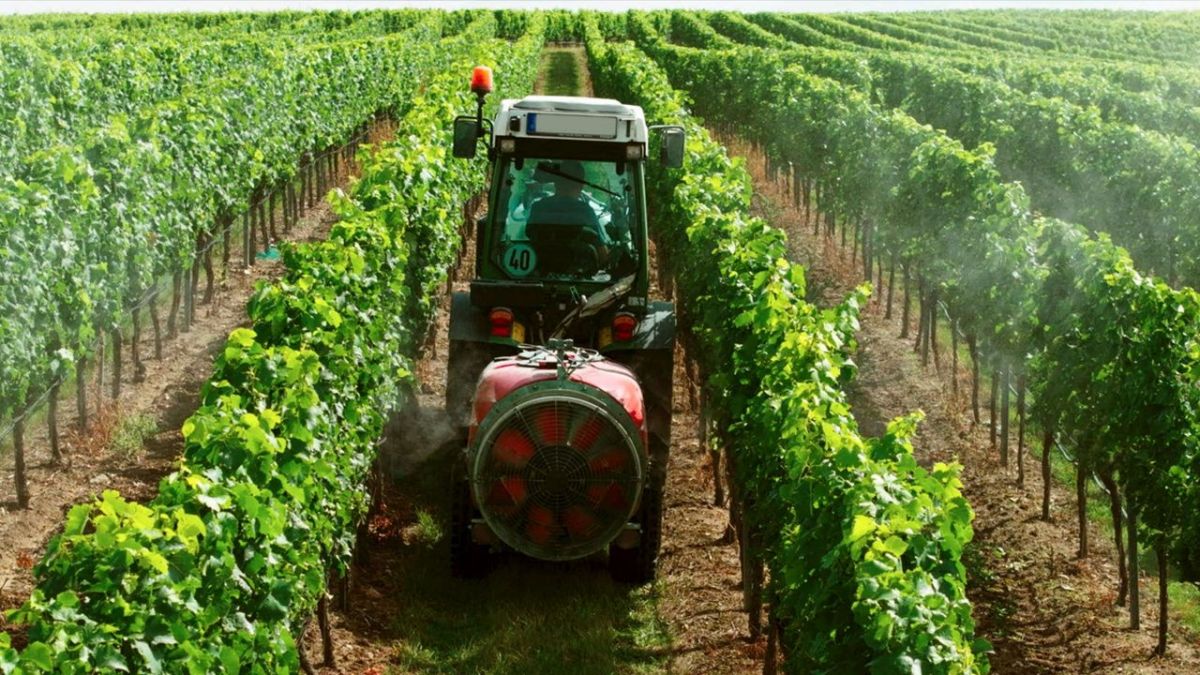 Biowein - Alles reine Natur? bei Arte (Foto)