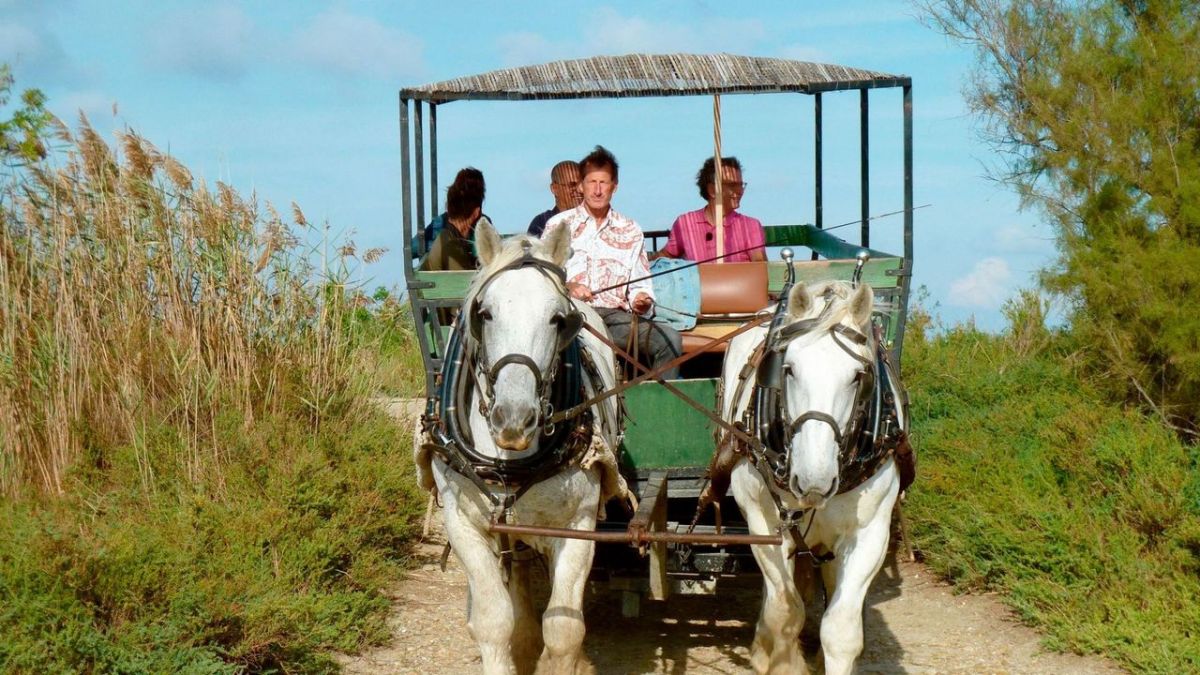 Camargue, da will ich hin! bei 3sat (Foto)