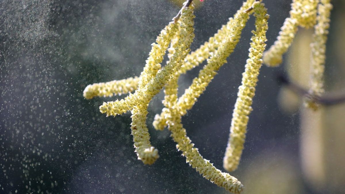 Pollen vom Hasel fliegen durch eine Parkanlage. (Foto)