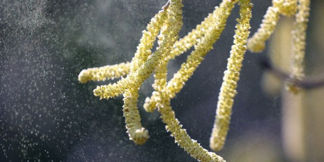 Krankheitssymptome durch Pollen