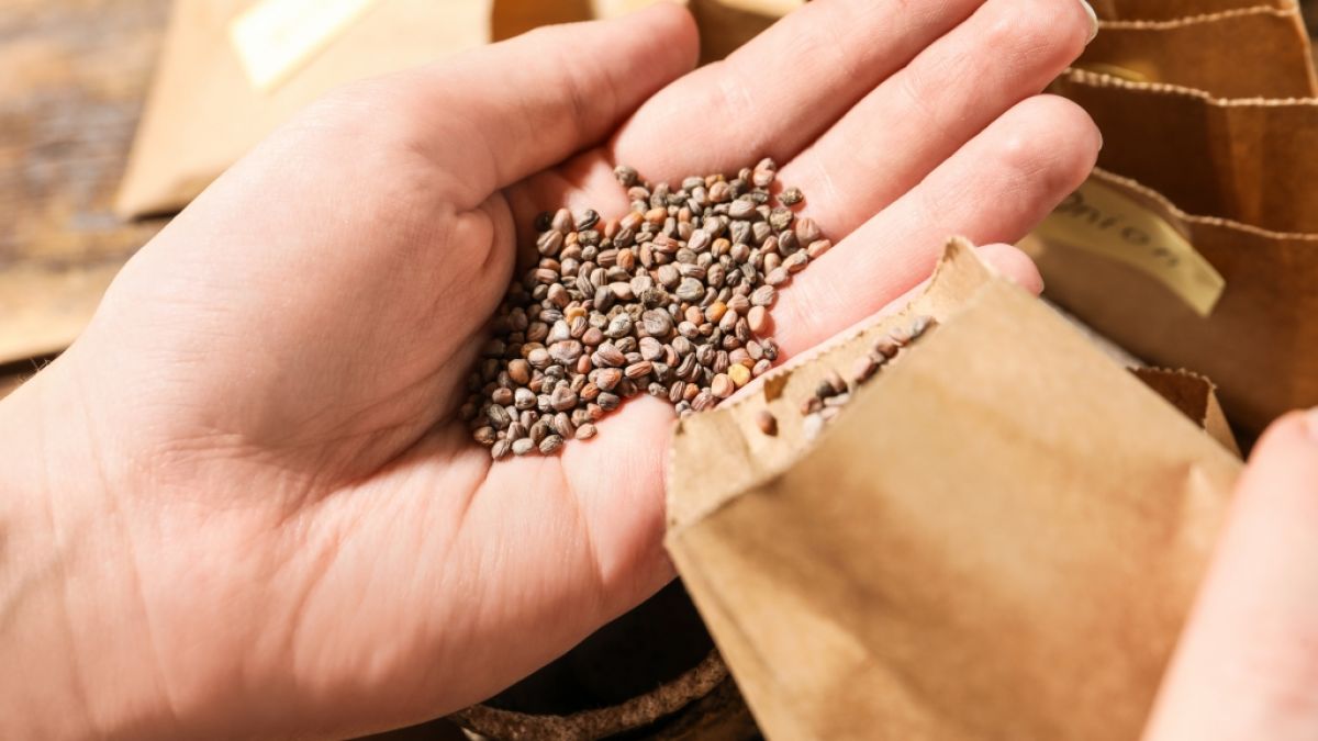 Nicht jedes Saatgut ist nach Jahren noch keimf&auml;hig. (Foto)