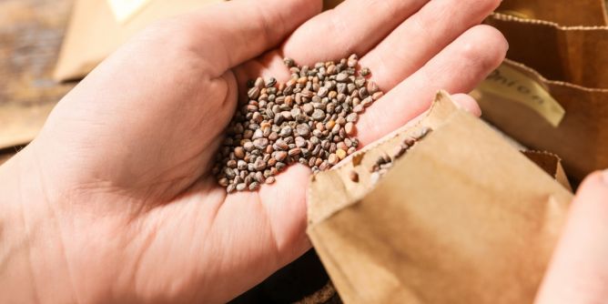 Keimtest für Hobbygärtner