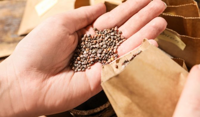 Keimtest für Hobbygärtner