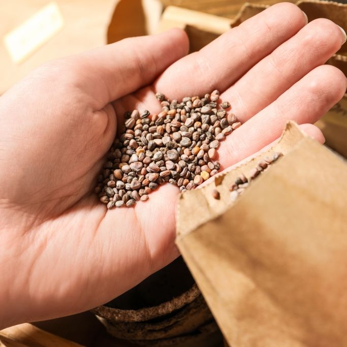 So prüfen Sie, ob altes Saatgut noch taugt