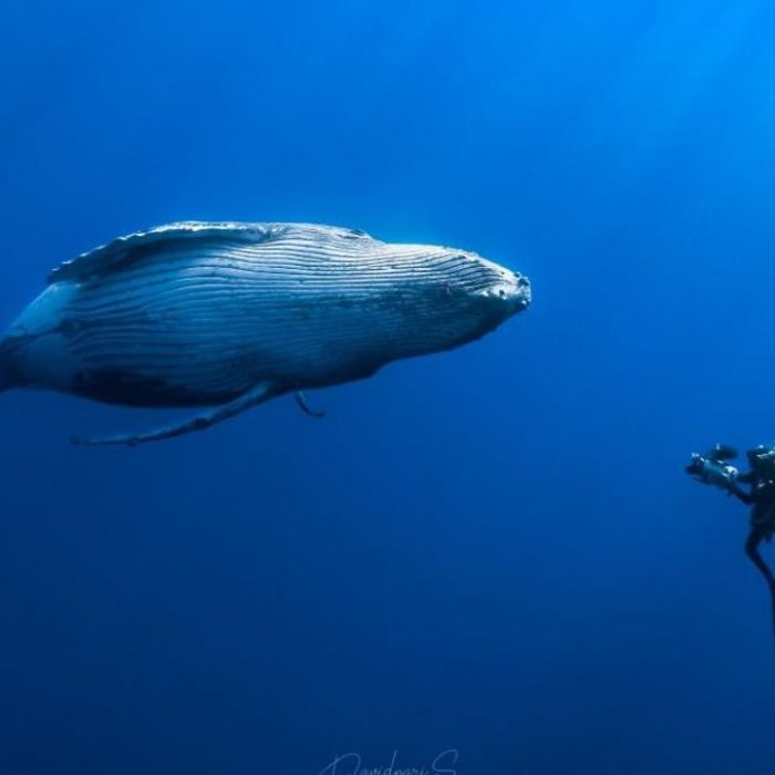 Wann und wo man die Wiederholung sehen kann