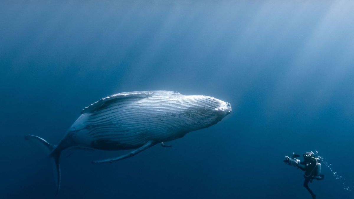 Schildkr&ouml;ten und Wale - Botschafter der Meere bei Arte (Foto)