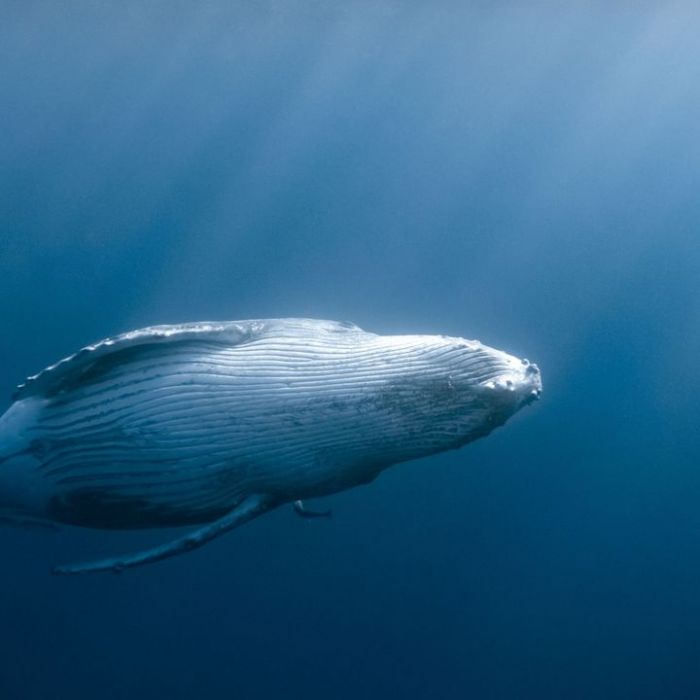 Die Dokumentation am Donnerstag, 12.3.2026