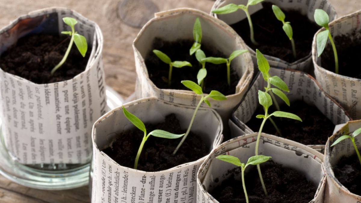 Anzuchtt&ouml;pfe aus Zeitungspapier (Foto)