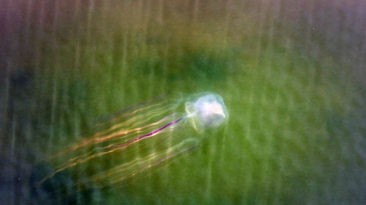 Meister der Jagd am Great Barrier Reef bei Arte (Foto)