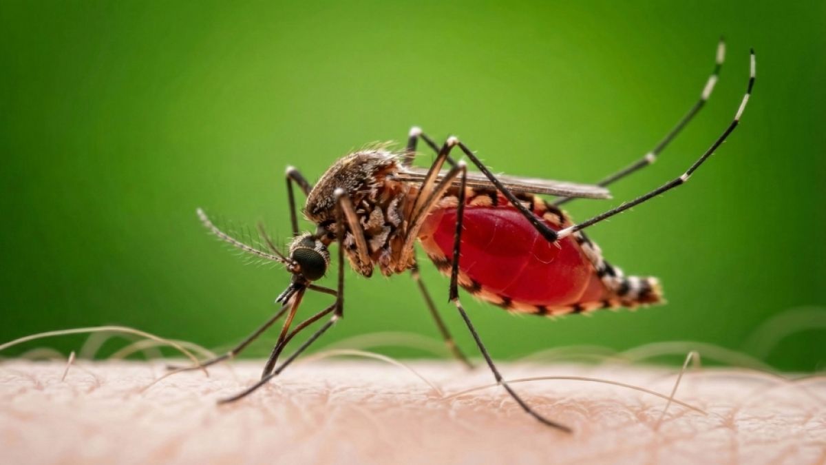 Die asiatische Tigerm&uuml;cke ist der Haupt&uuml;bertr&auml;ger des Chikungunya-Virus. (Foto)