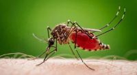 Die asiatische Tigermücke ist der Hauptüberträger des Chikungunya-Virus.