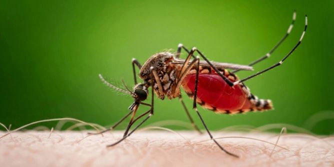 Gefahr durch Tigermücken wächst