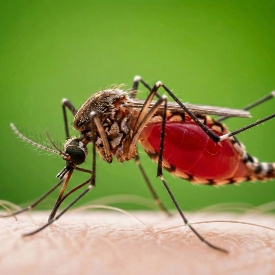 Die asiatische Tigermücke ist der Hauptüberträger des Chikungunya-Virus.